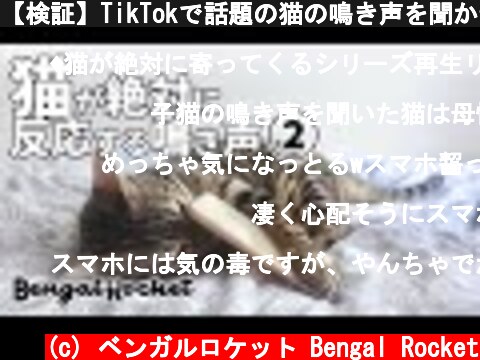 【検証】TikTokで話題の猫の鳴き声を聞かせたらスマホ噛みだしたｗｗ【ベンガルロケット♯160】  (c) ベンガルロケット Bengal Rocket